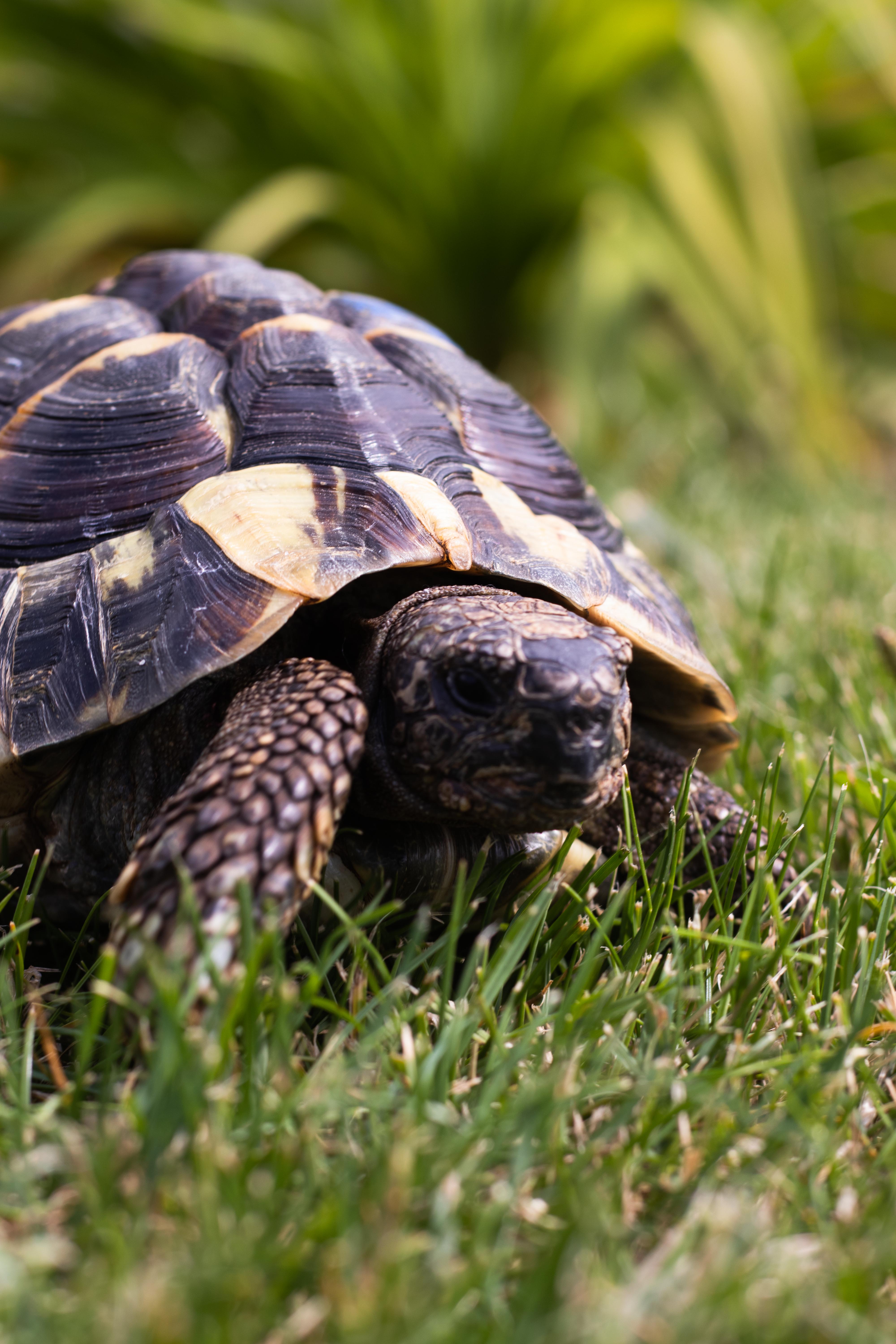 Photo d'une tortue d'hermann ayant le regard vers l'appareil photo